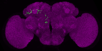 adult antennal lobe projection neuron VM7v adPN