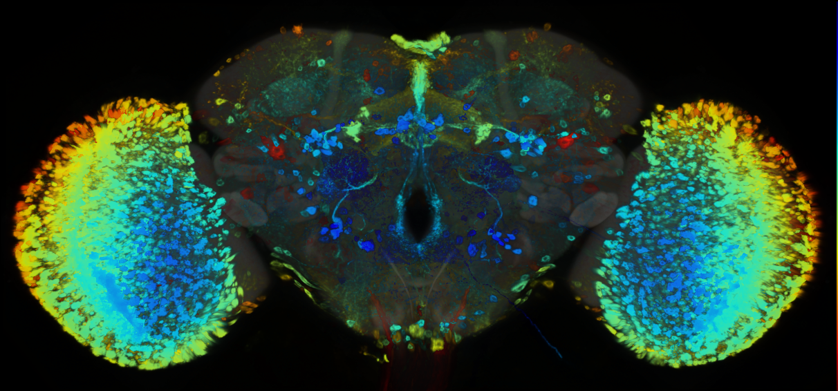 P{GMR94H06-GAL4} expression pattern