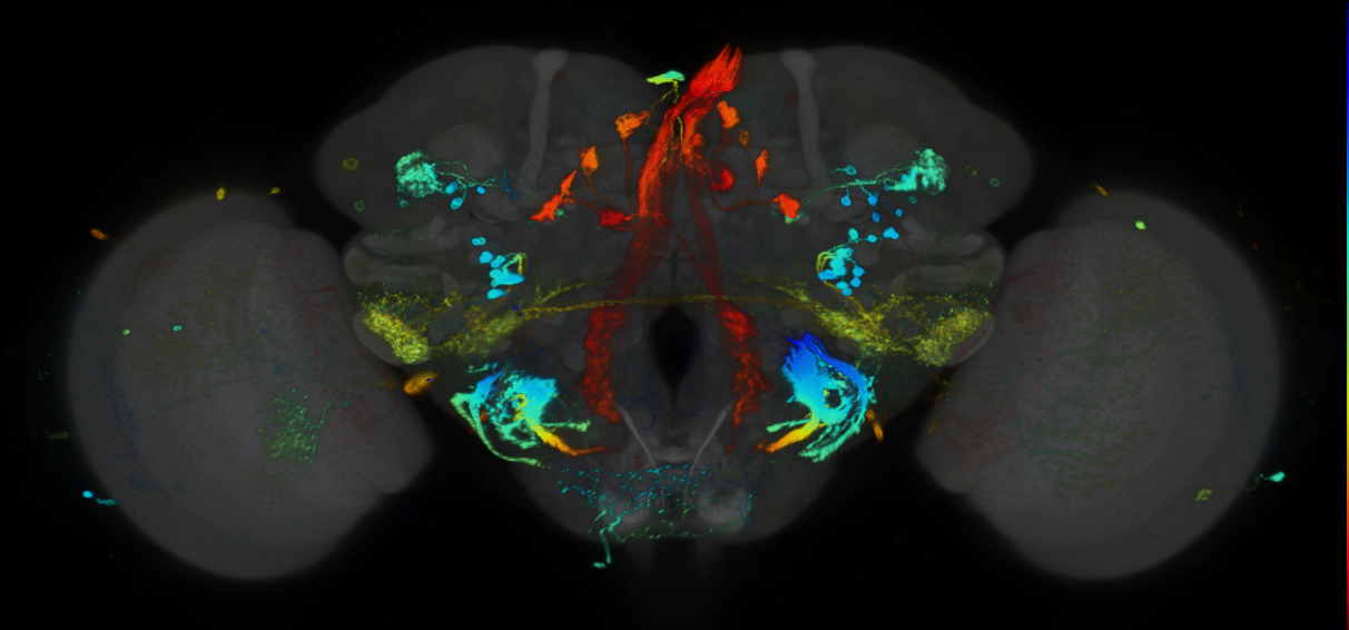 P{GMR95A11-GAL4} expression pattern