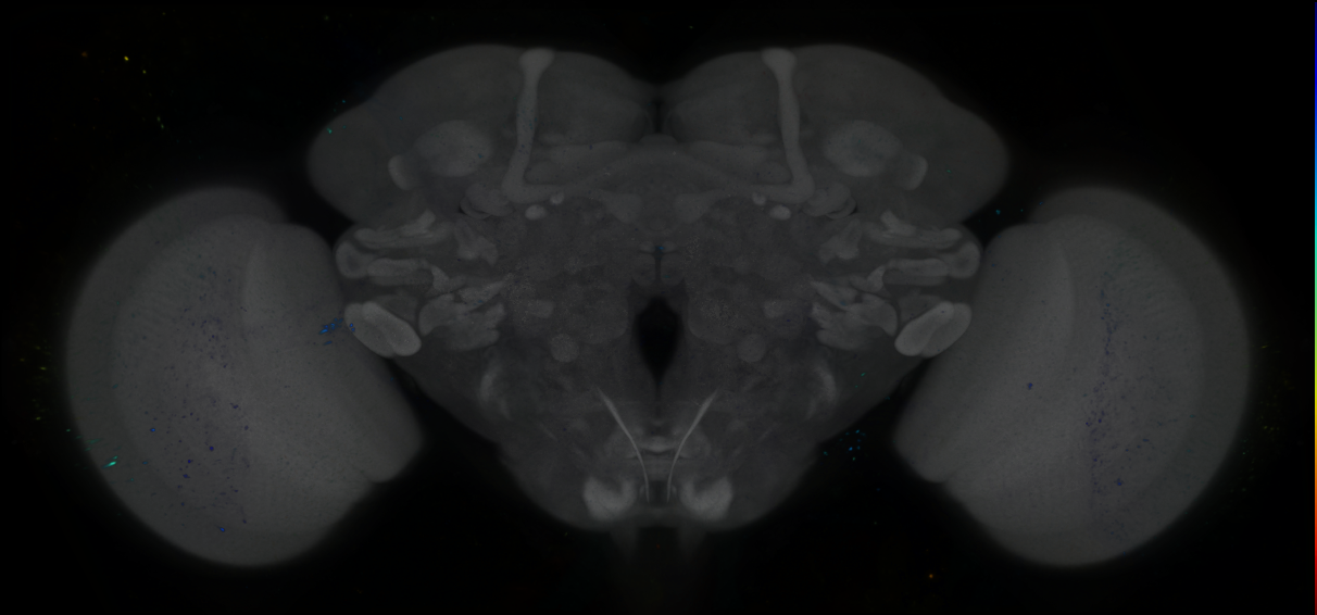P{GMR95B01-GAL4} expression pattern