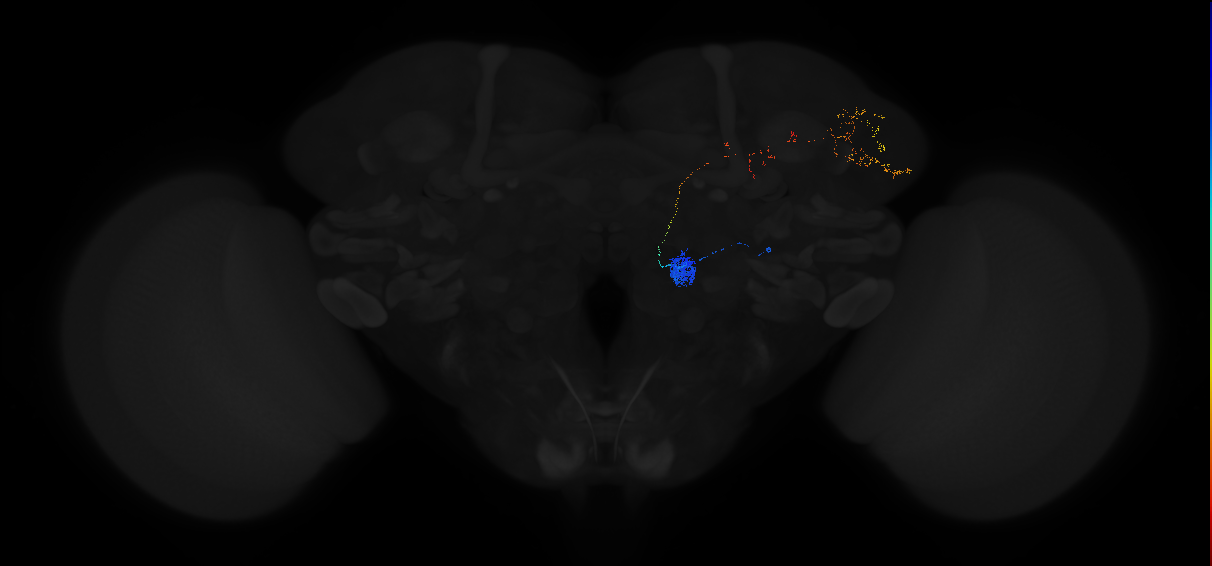 adult antennal lobe projection neuron VC1 lPN
