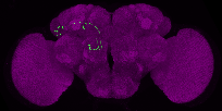 adult antennal lobe projection neuron DC3 adPN