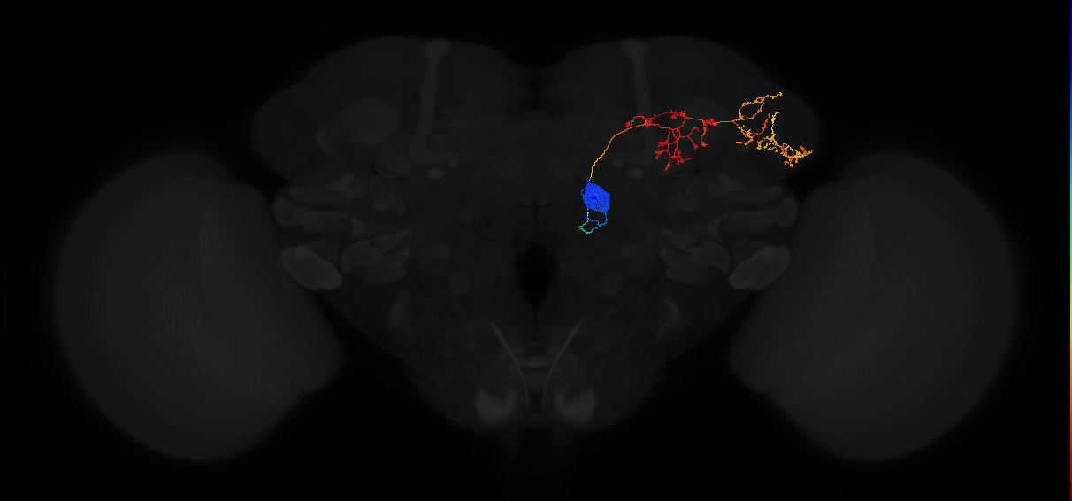 adult antennal lobe projection neuron DC1 adPN