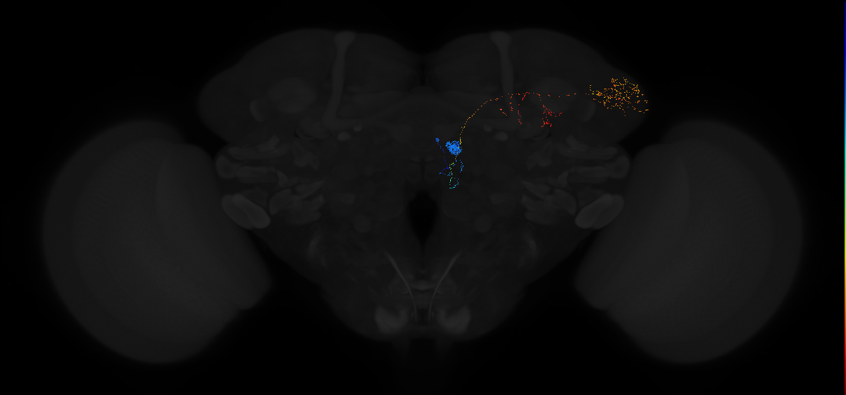 adult antennal lobe projection neuron DM3 adPN