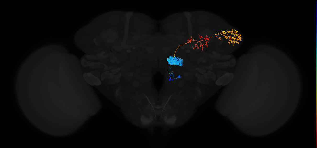 adult antennal lobe projection neuron DP1m adPN