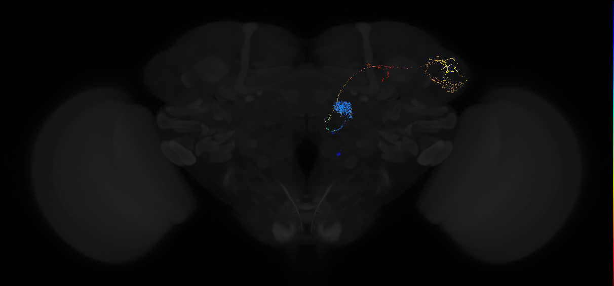 adult antennal lobe projection neuron DL5 adPN