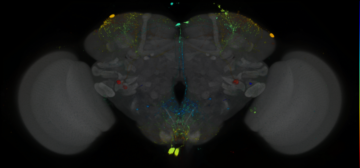 P{GMR95E01-GAL4} expression pattern