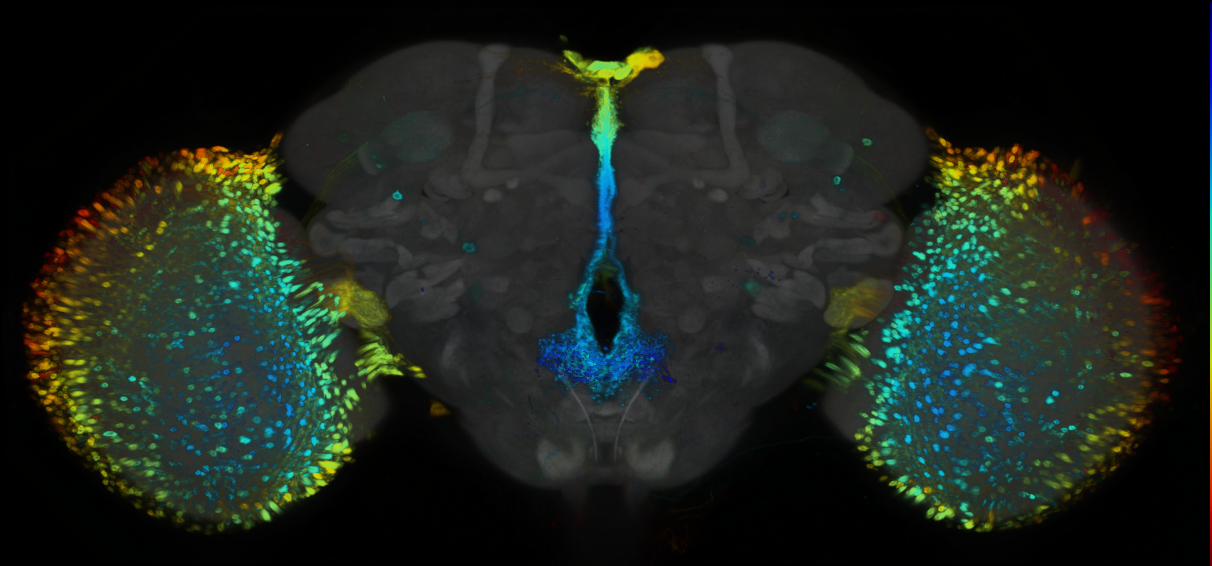 P{GMR95E11-GAL4} expression pattern