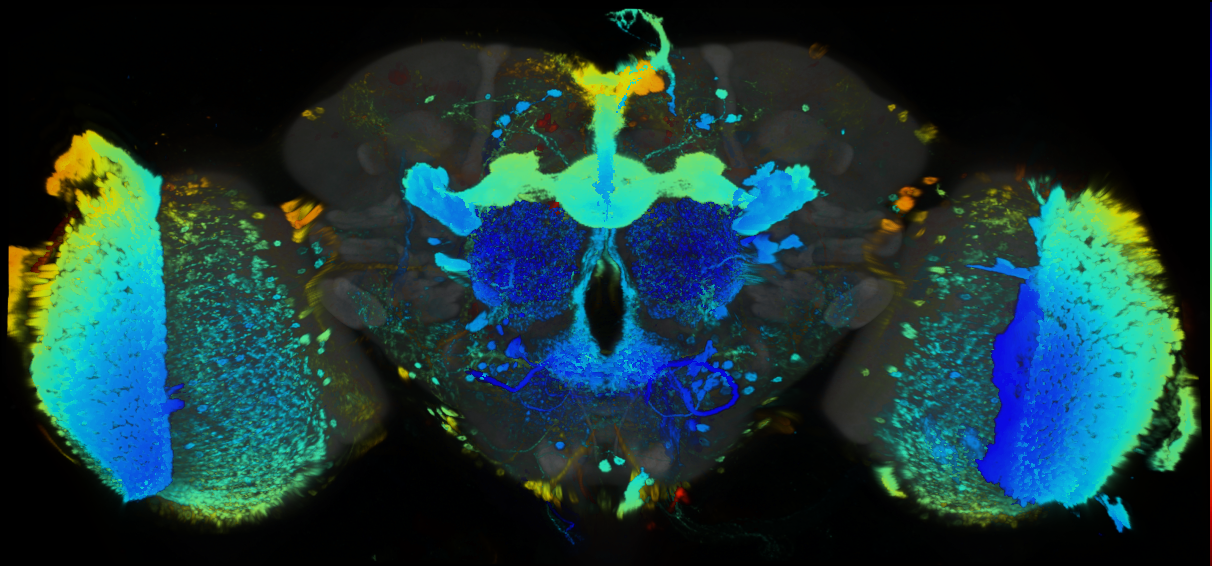 P{GMR95F01-GAL4} expression pattern