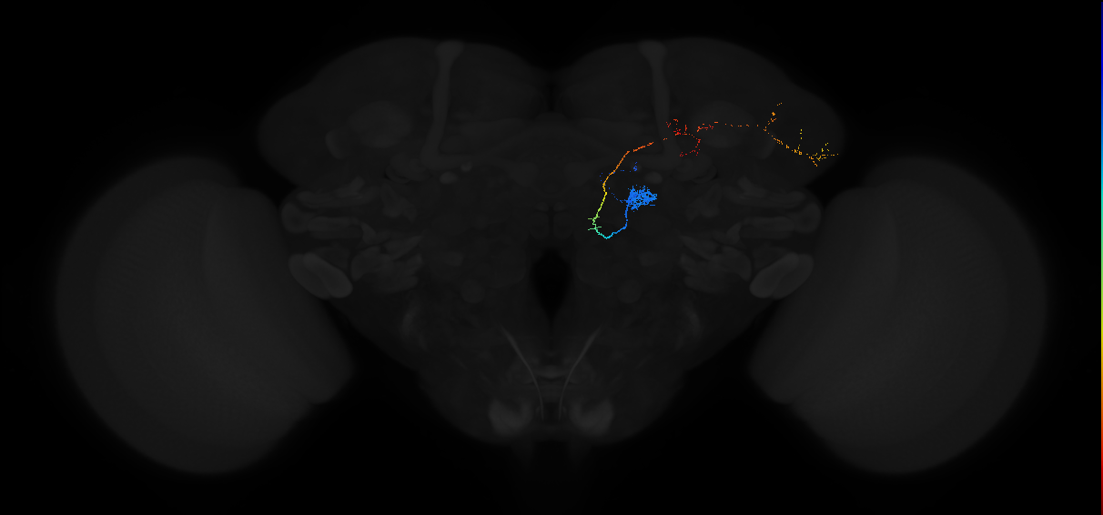 adult antennal lobe projection neuron DL1 adPN