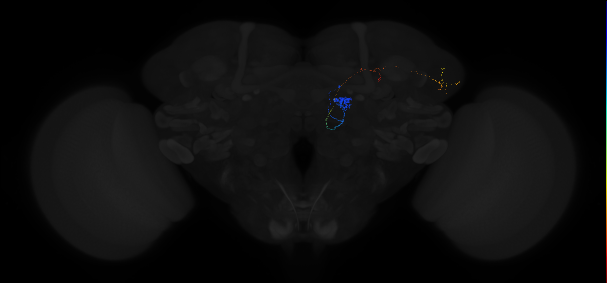 adult antennal lobe projection neuron D adPN