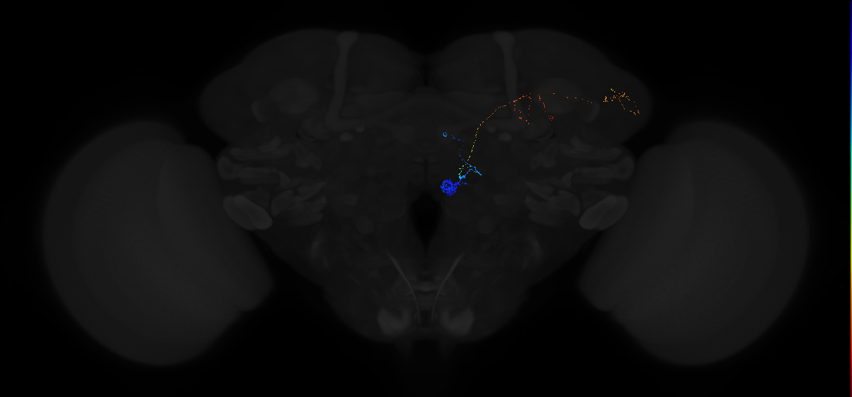 adult antennal lobe projection neuron VM2 adPN