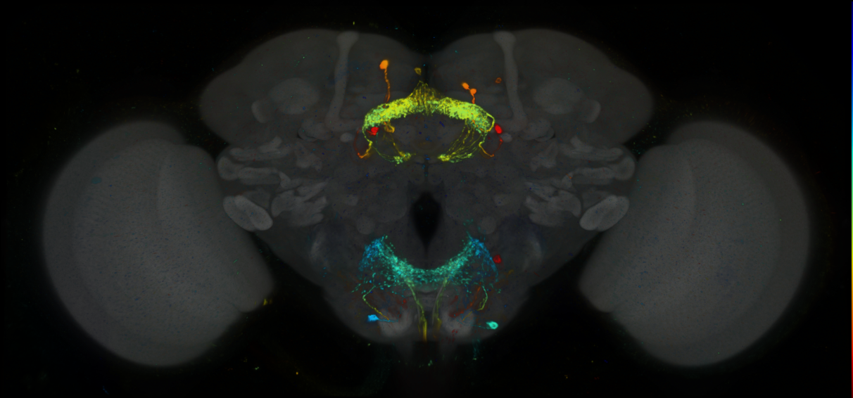 P{GMR9D11-GAL4} expression pattern