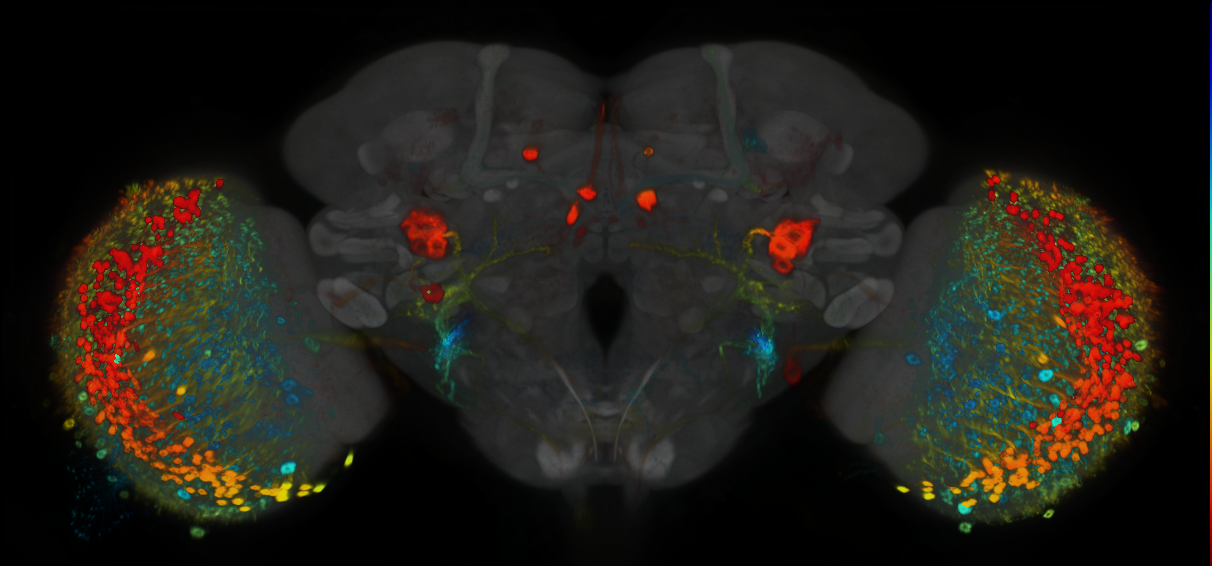 P{GMR9D12-GAL4} expression pattern