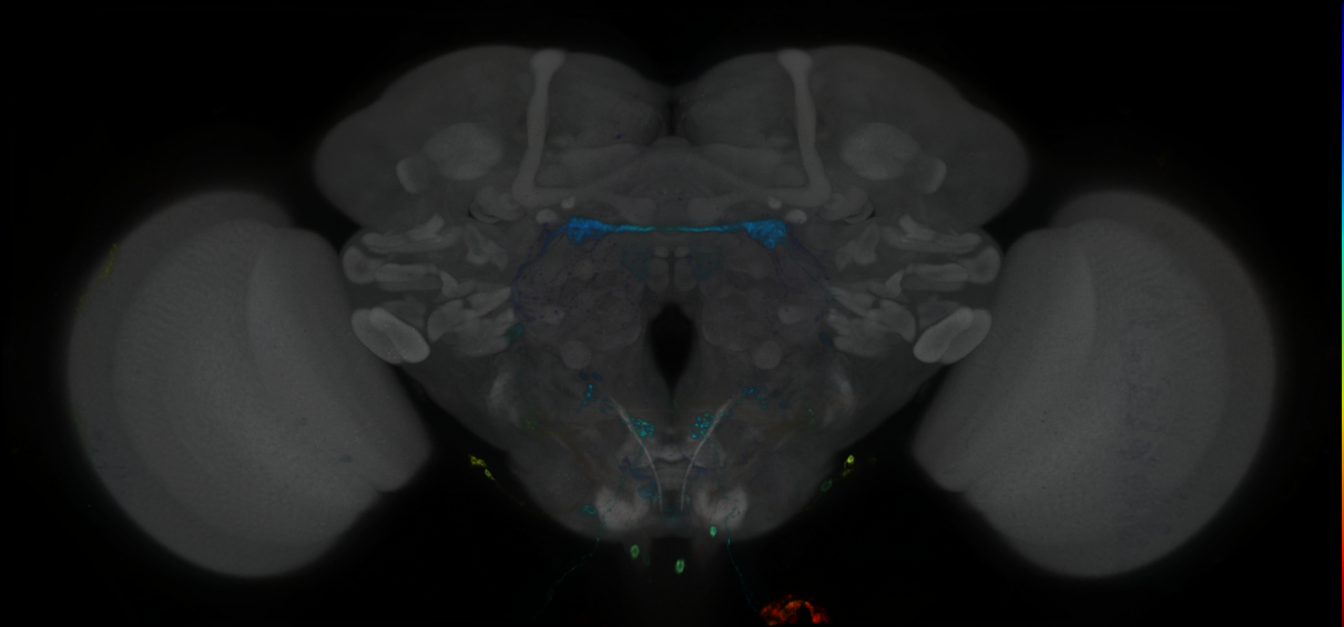 P{GMR9F03-GAL4} expression pattern