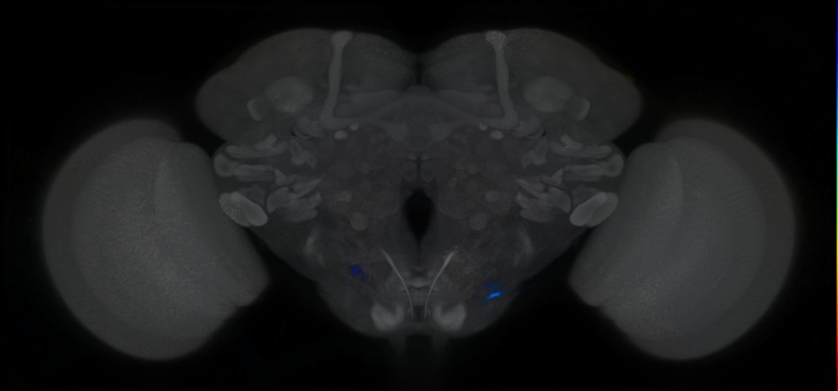 P{GMR9G05-GAL4} expression pattern