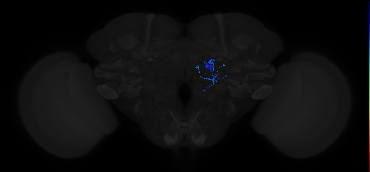 adult patchy antennal lobe local neuron