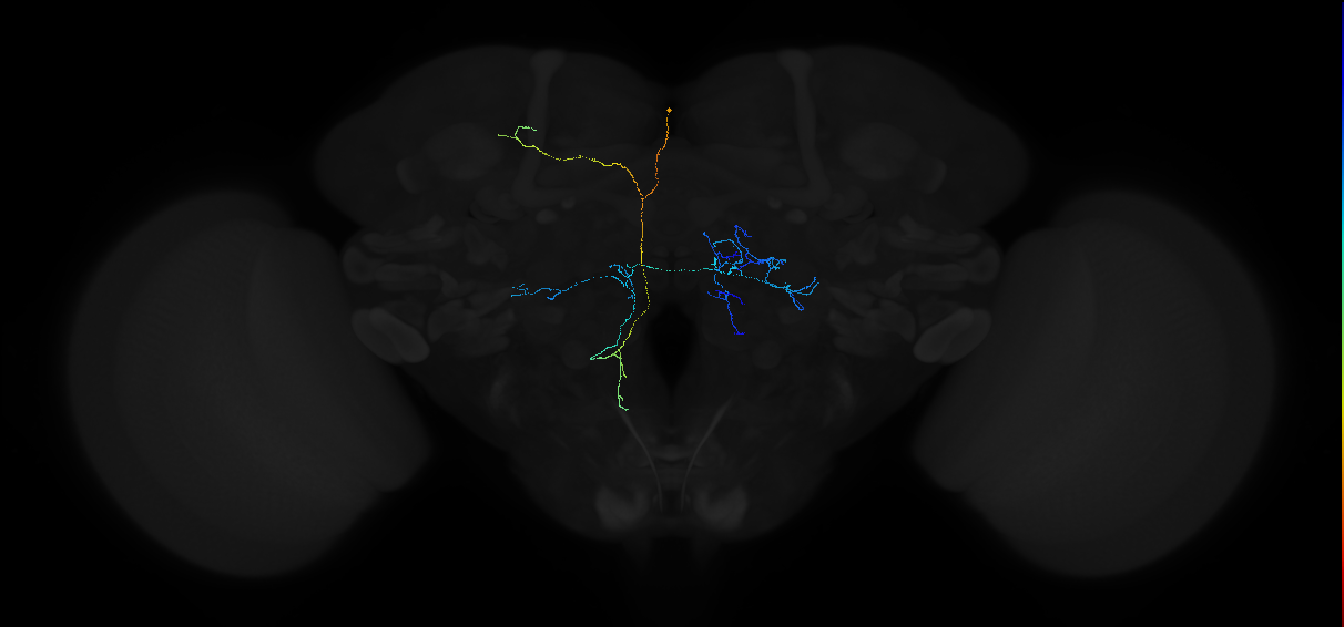 adult SIMPAL neuron