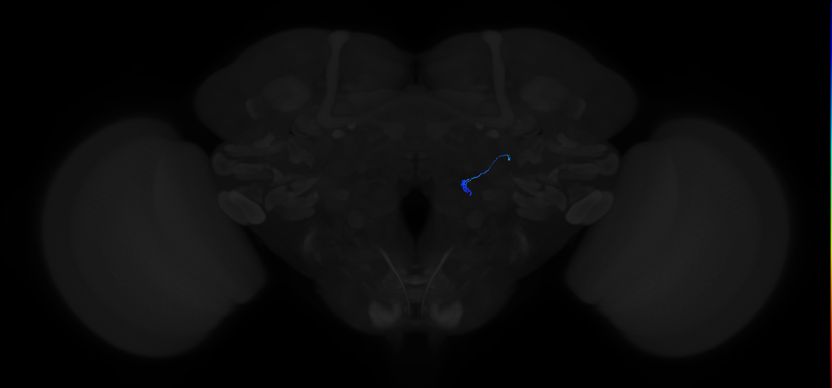 adult patchy antennal lobe local neuron