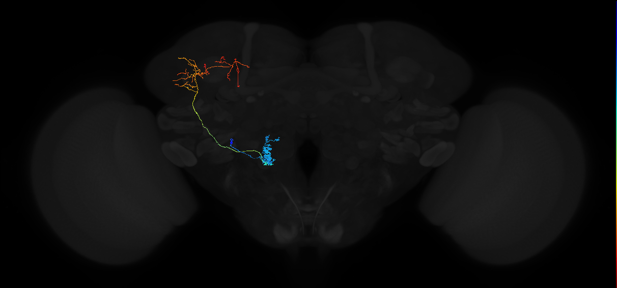 adult antennal lobe projection neuron VP1m l2PN