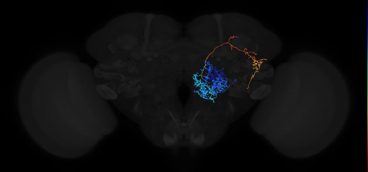 adult antennal lobe projection neuron VM1++ l2PN
