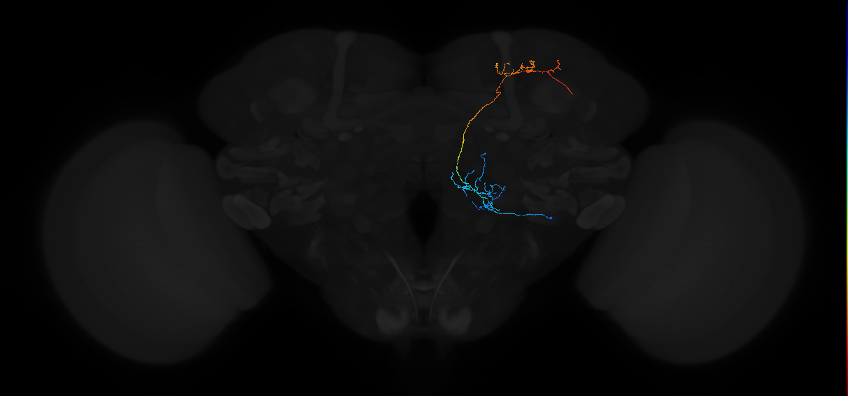 adult antennal lobe projection neuron VP1l+ lvPN 1