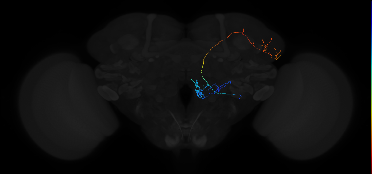 adult antennal lobe projection neuron VC5+ lvPN 2