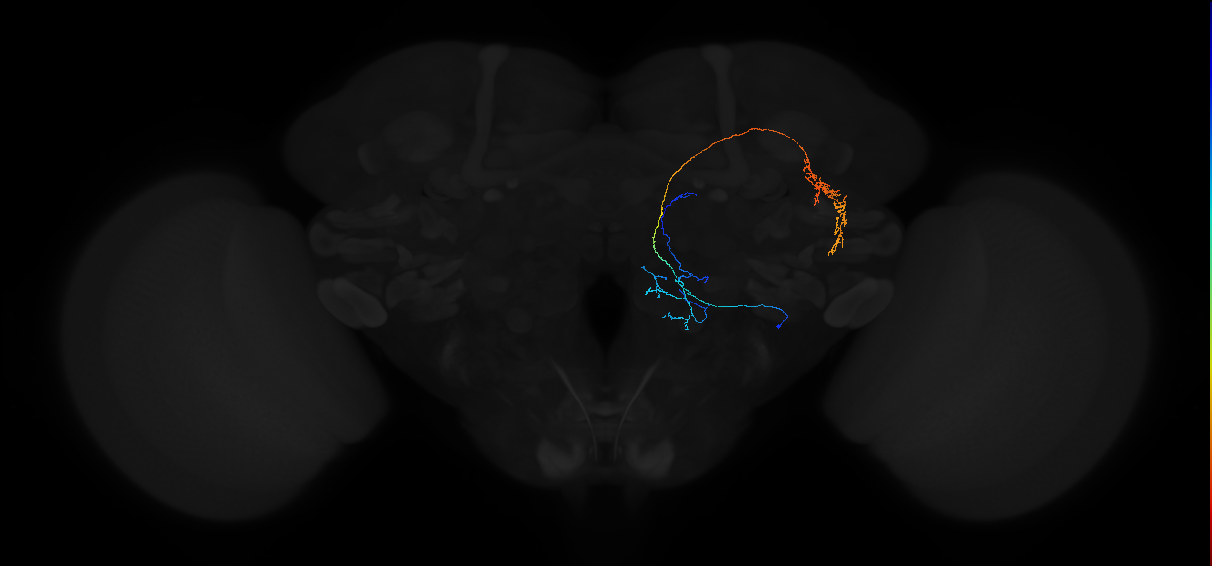 adult antennal lobe projection neuron VP2++ lvPN