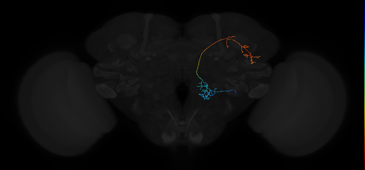 adult antennal lobe projection neuron VP1m++ lvPN