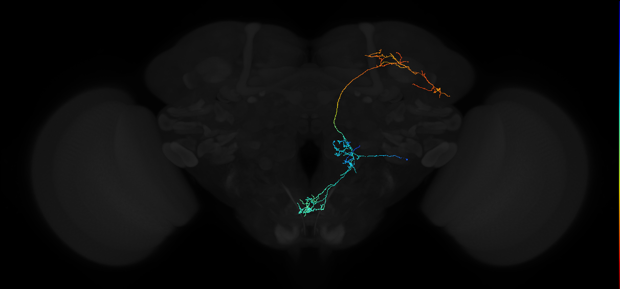 adult antennal lobe projection neuron VP2+SEZ lvPN 1