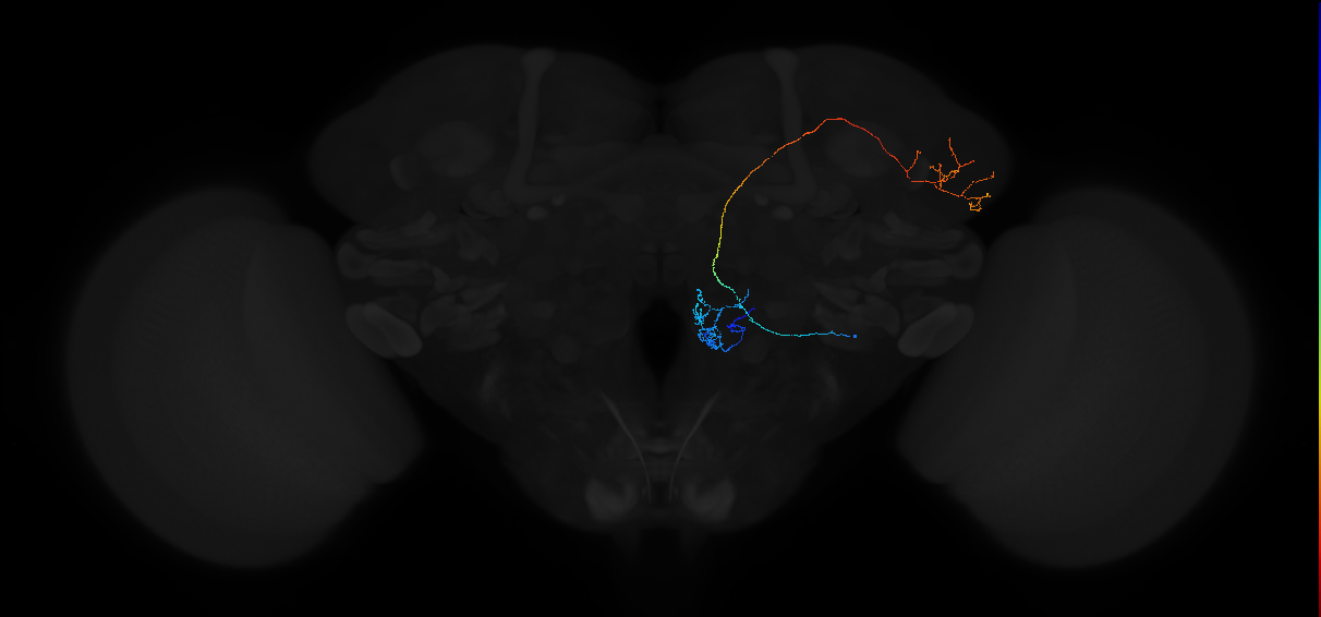 adult antennal lobe projection neuron VC5+ lvPN 2