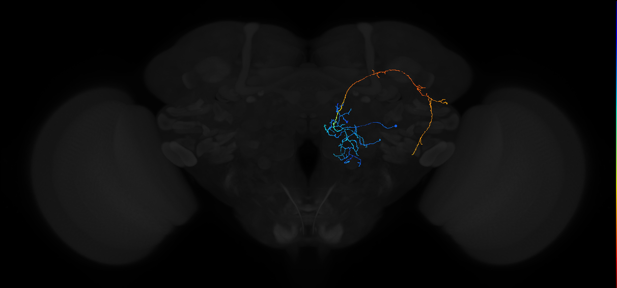 adult antennal lobe projection neuron VP1l++ lPN