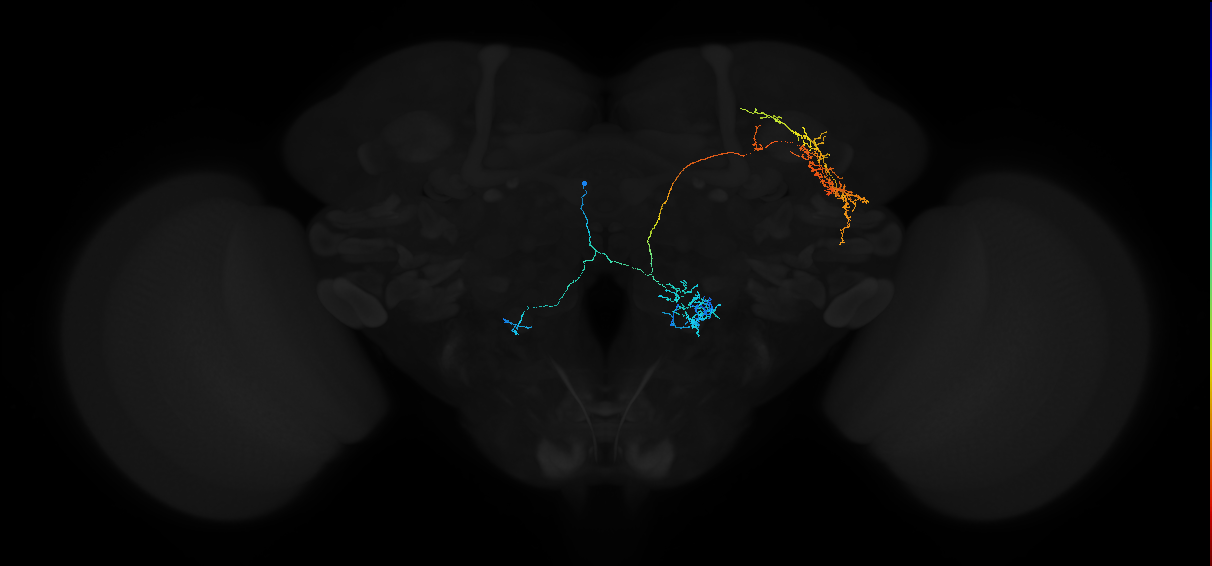 adult antennal lobe projection neuron VP3+ smPN