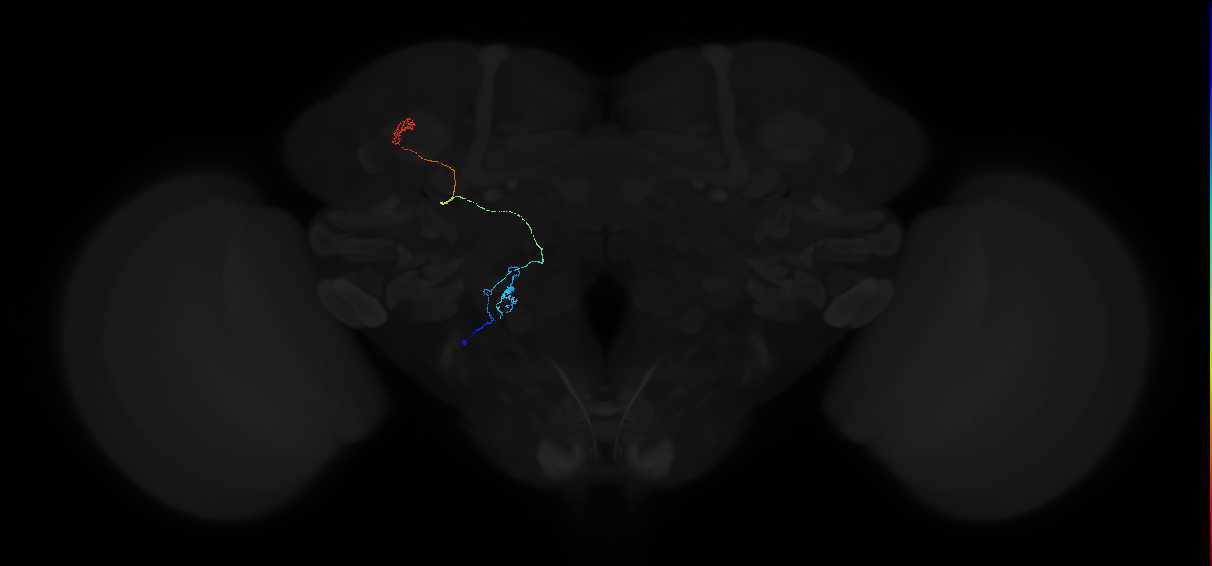 adult antennal lobe projection neuron VP3 vPN