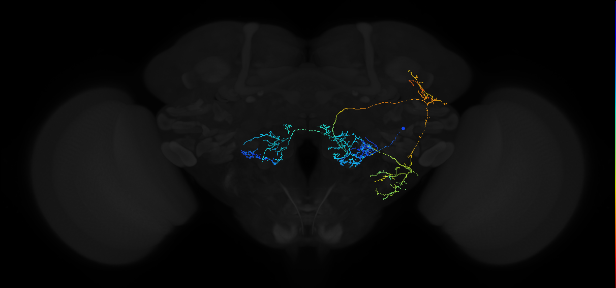 adult multiglomerular antennal lobe projection neuron VP4+VP2+VL1 l2PN