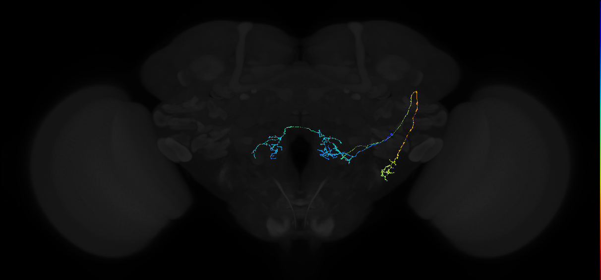 adult antennal lobe projection neuron VP2+VC5 l2PN