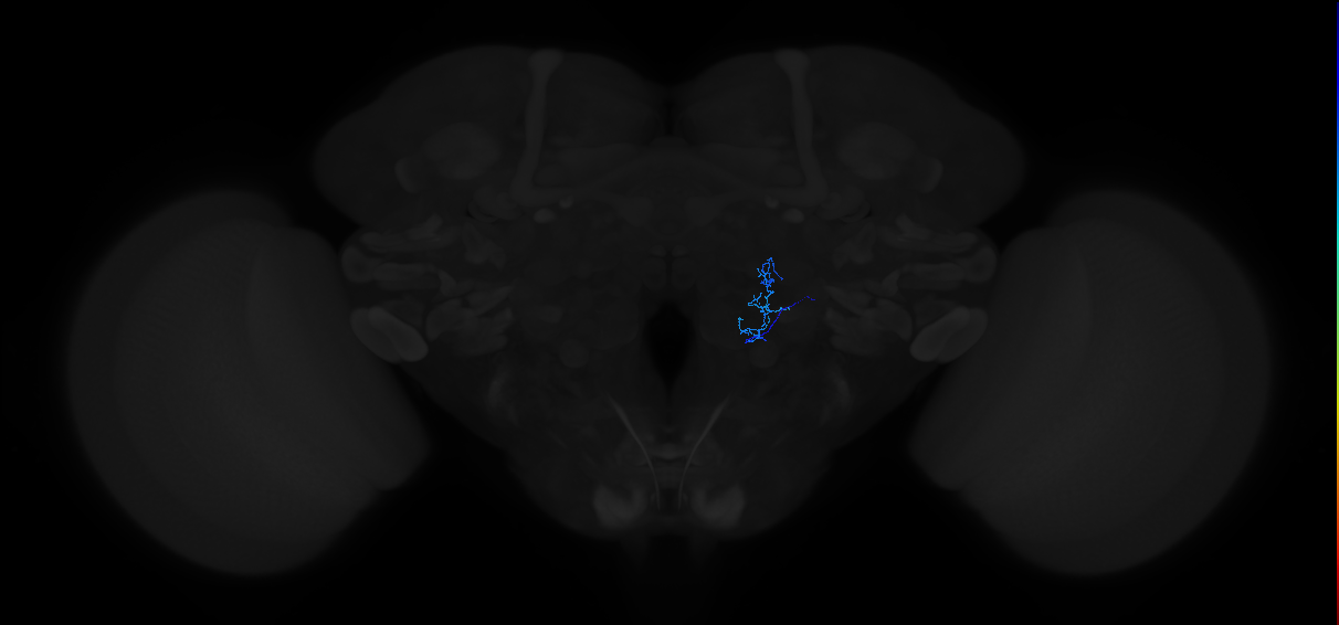 unilateral antennal lobe receptor neuron
