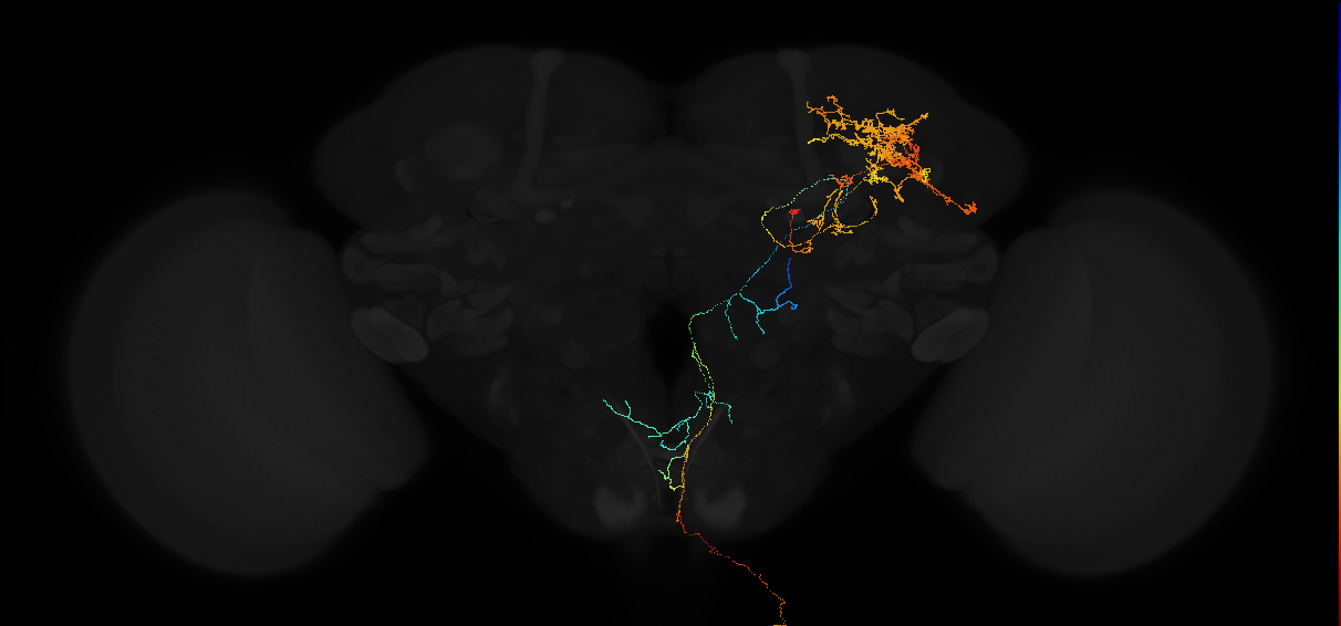 descending neuron of the posterior brain DNp44