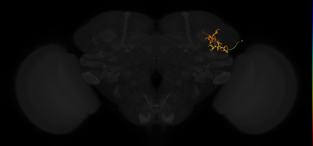 adult lateral horn AV4c3 neuron