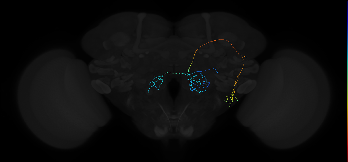 adult antennal lobe projection neuron VP4++ lPN