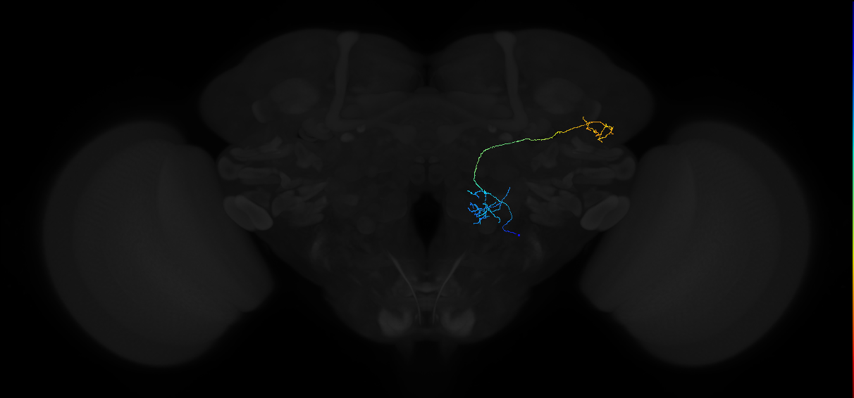 adult antennal lobe projection neuron VP1m+VP1d vPN