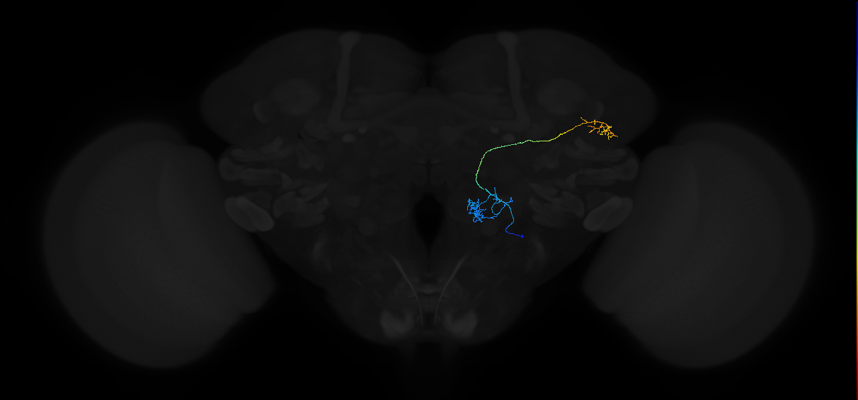 adult antennal lobe projection neuron VP1d+VP1l vPN