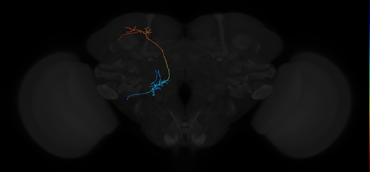 adult antennal lobe projection neuron VP1l+ lvPN 1