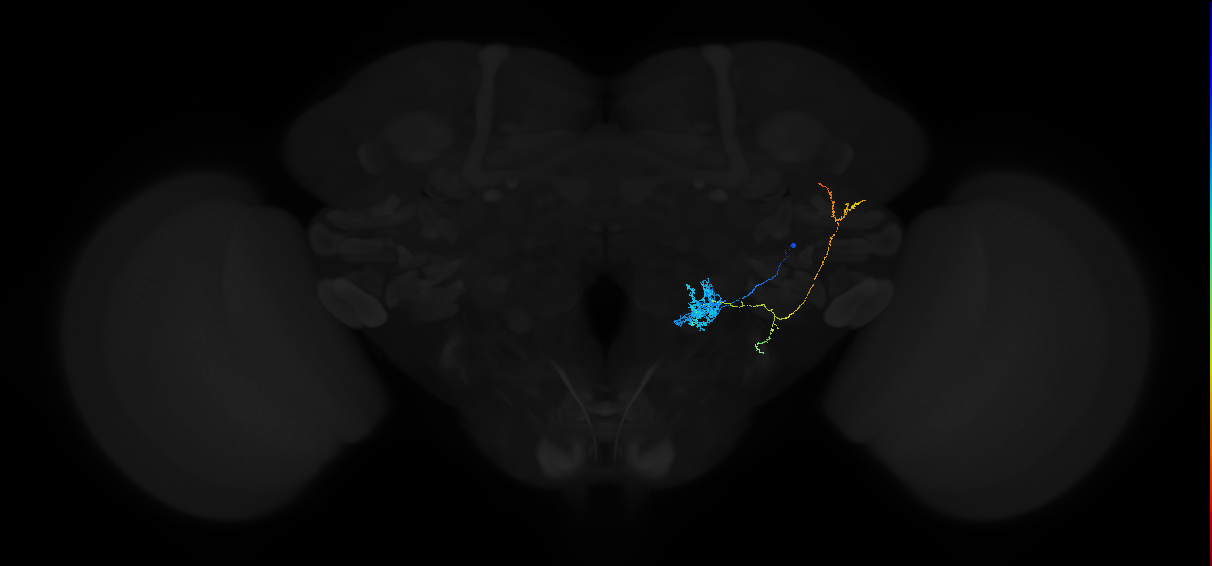 adult antennal lobe projection neuron VP5+VP3 l2PN
