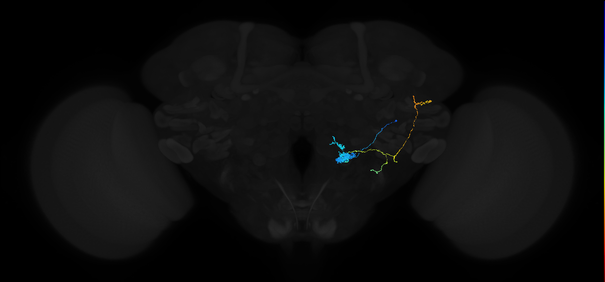 adult antennal lobe projection neuron VP5 l2PN