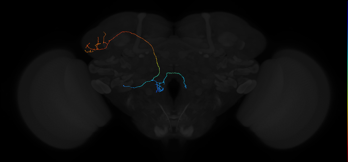 adult antennal lobe projection neuron VC5+ lvPN 1