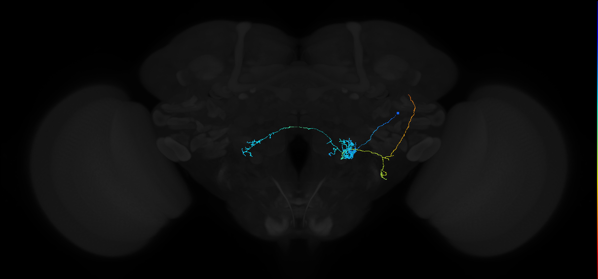 adult antennal lobe projection neuron VP3 t10ALT