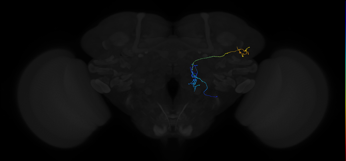 adult antennal lobe projection neuron VP1m++ vPN