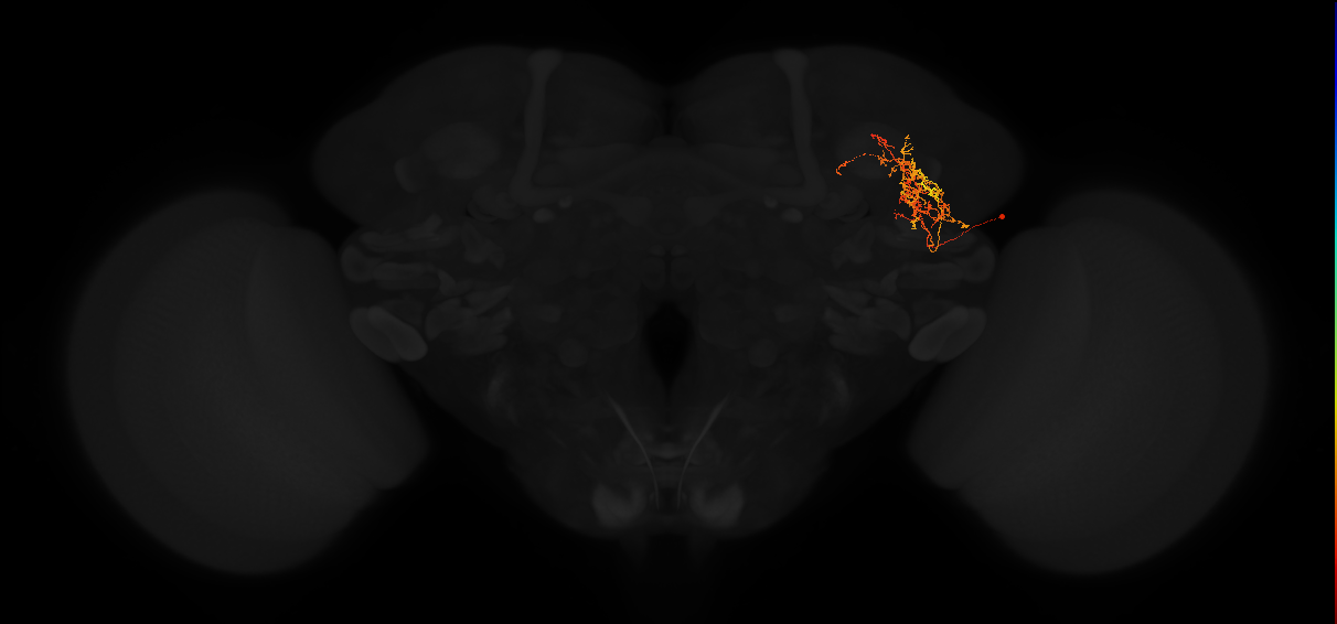 adult lateral horn PV6k2 neuron