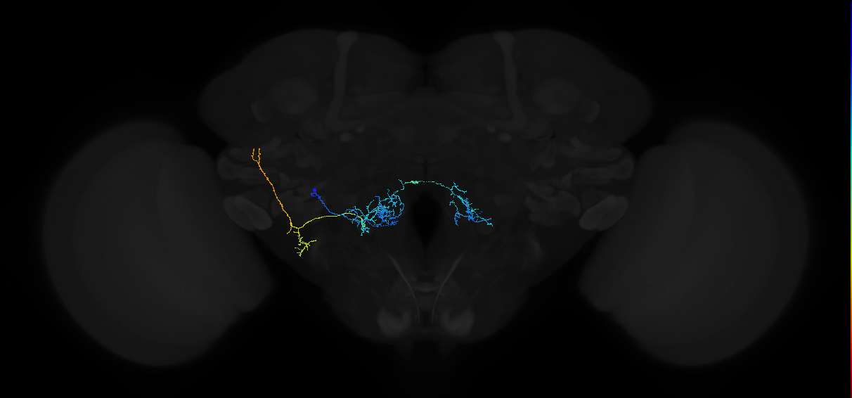 adult antennal lobe projection neuron VC5++ l2PN 2
